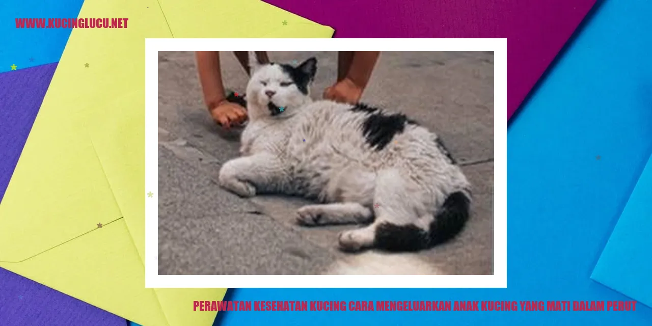 Perawatan Kesehatan Kucing