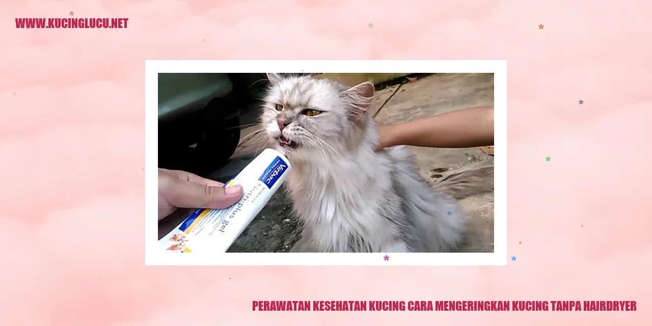 Grooming Kucing