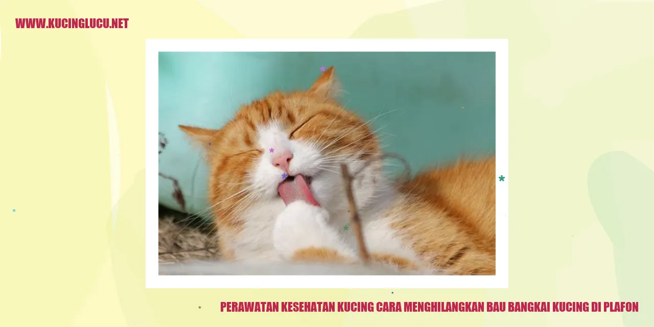 Kucing Menghilangkan Bau Bangkai di Plafon