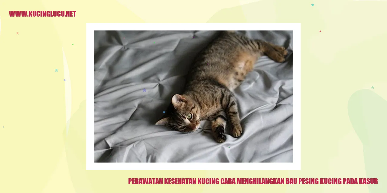 Kucing menghilangkan bau pesing pada kasur