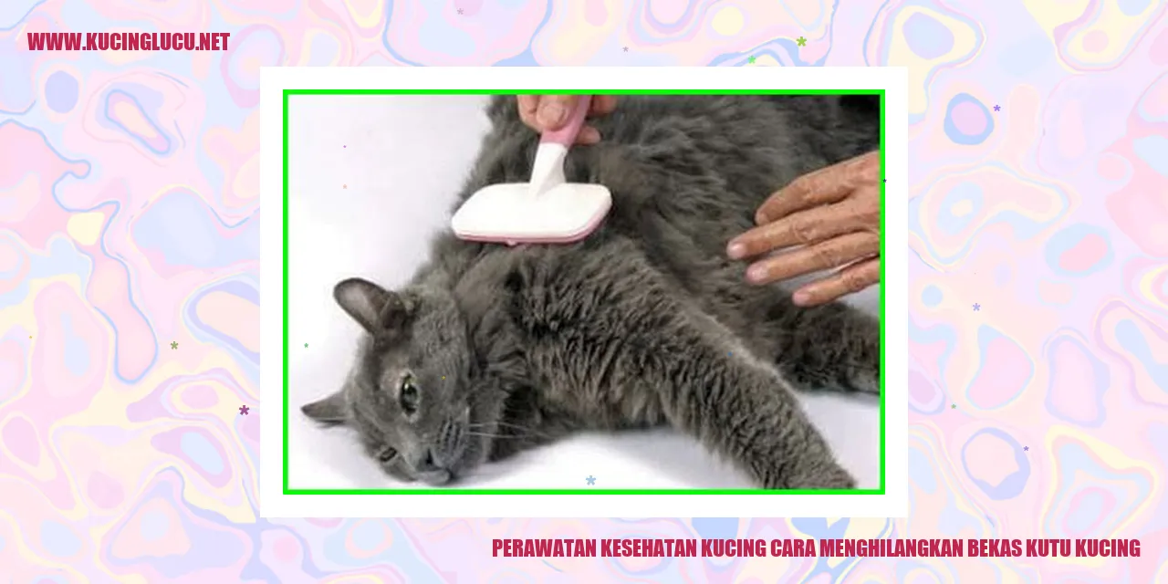 kucing