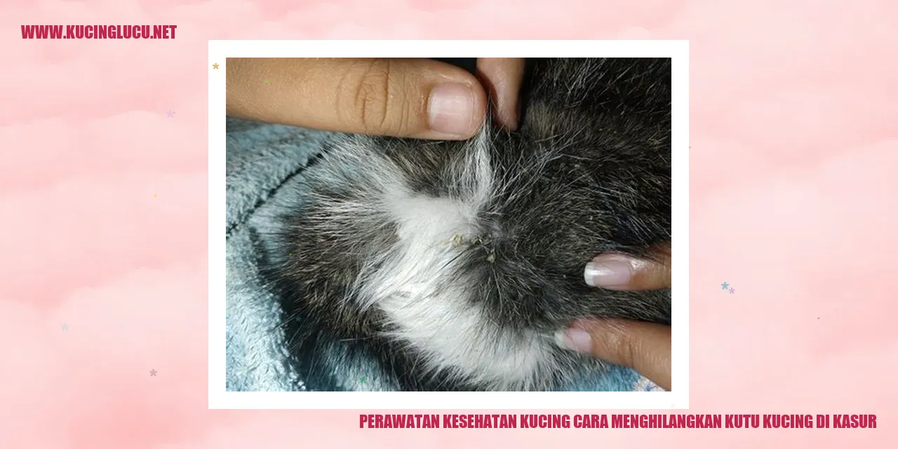 Gambar kucing terinfestasi kutu