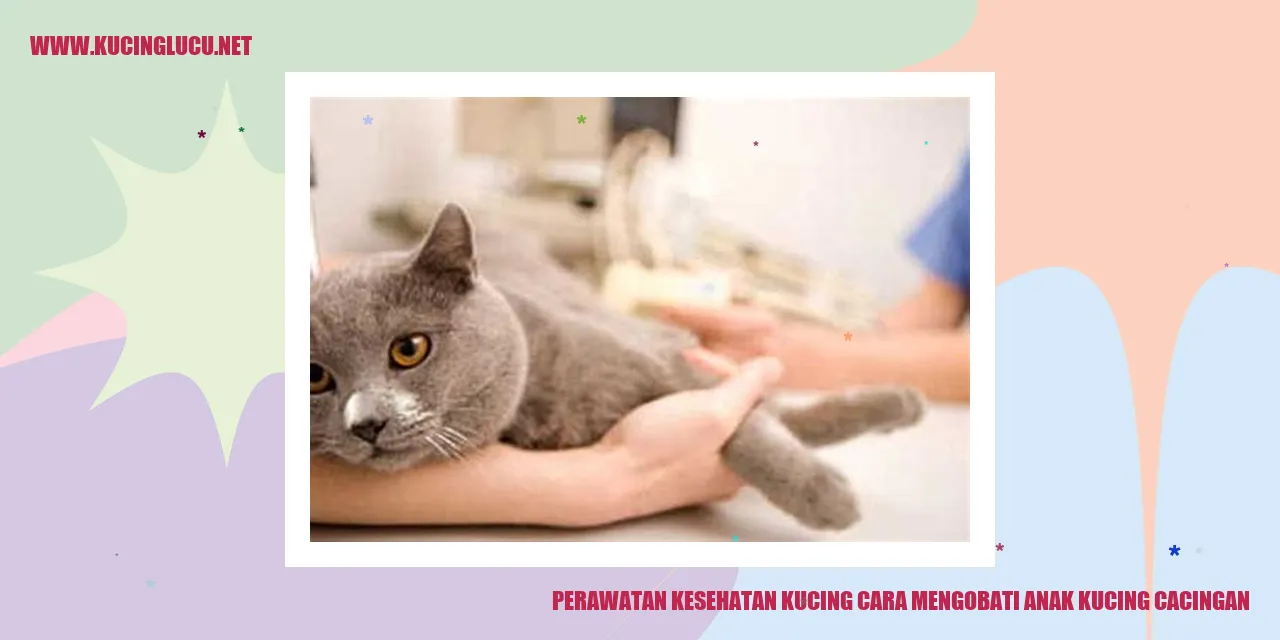 gambar anak kucing