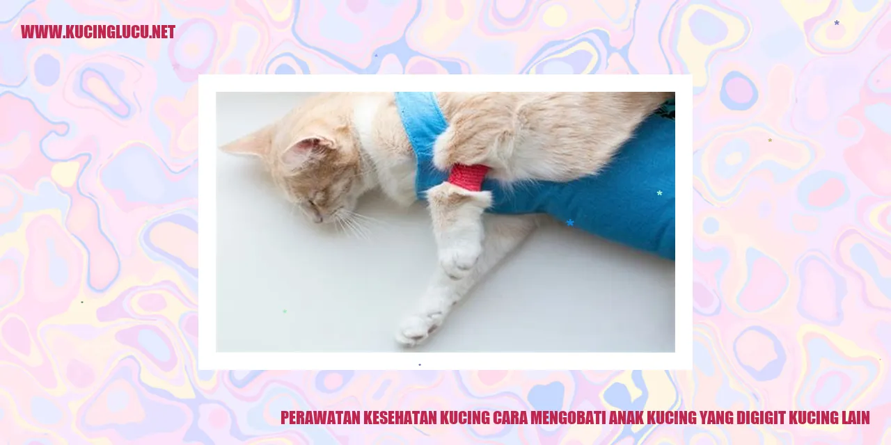 Anak kucing yang digigit kucing lain