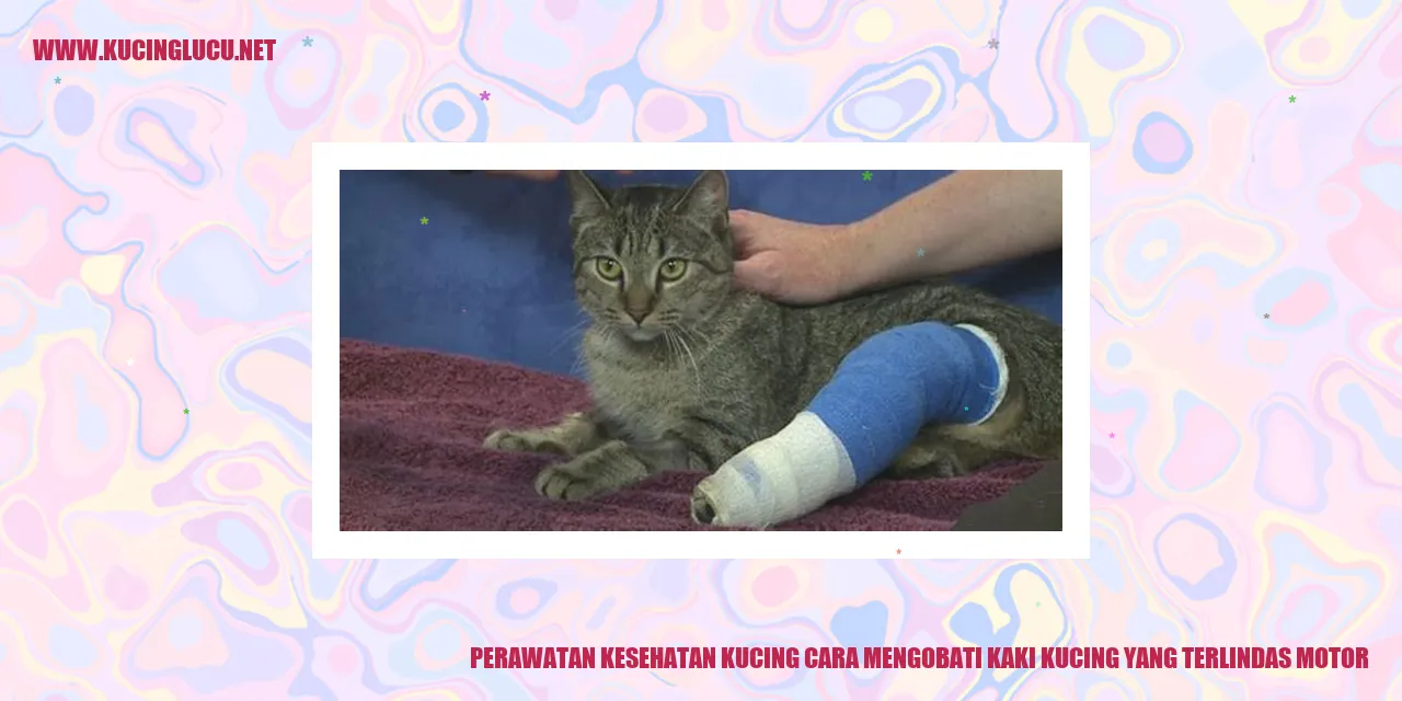 gambar kucing terlindas motor