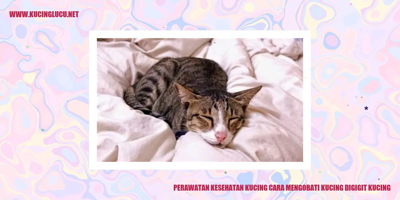 Kucing sedang digigit oleh kucing