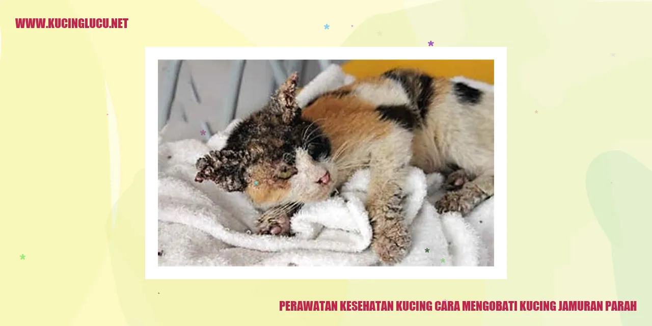 Gambar kucing