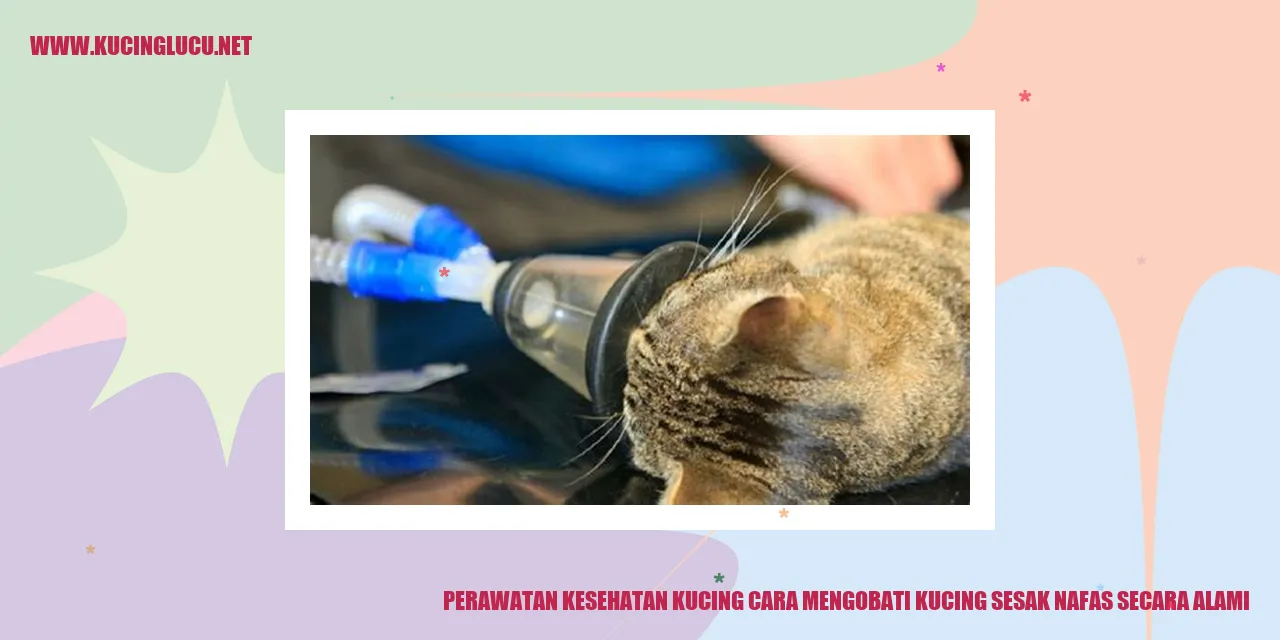 Gambar: Kucing dalam Proses Perawatan