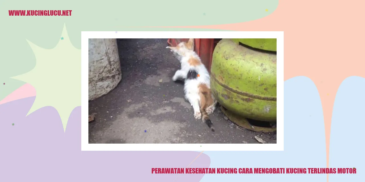 Perawatan Kesehatan Kucing: Menangani Kucing yang Terkena Tabrakan Motor