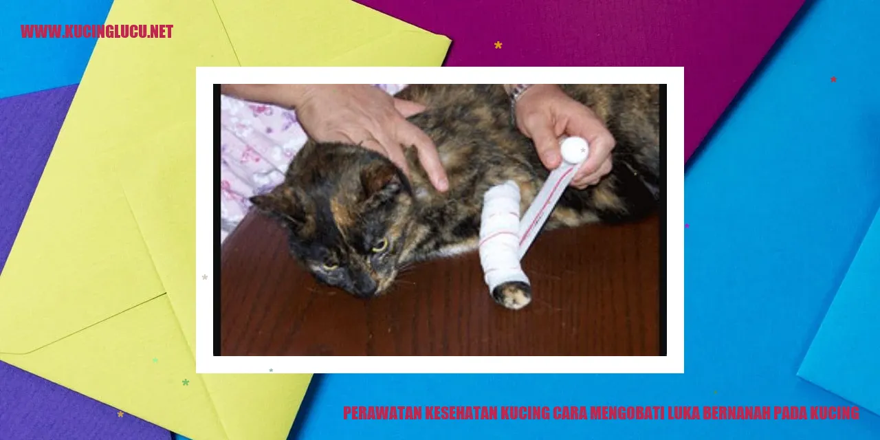 Kucing dengan luka bernanah
