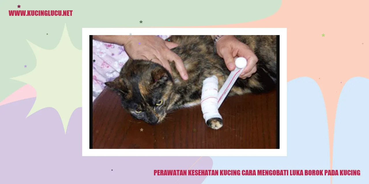 Perawatan Kesehatan Kucing: Cara Mengobati Luka Borok pada Kucing