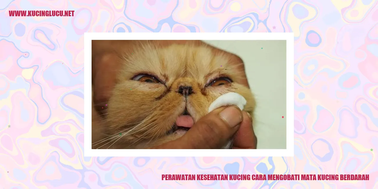 Anjing mengobati luka kucing