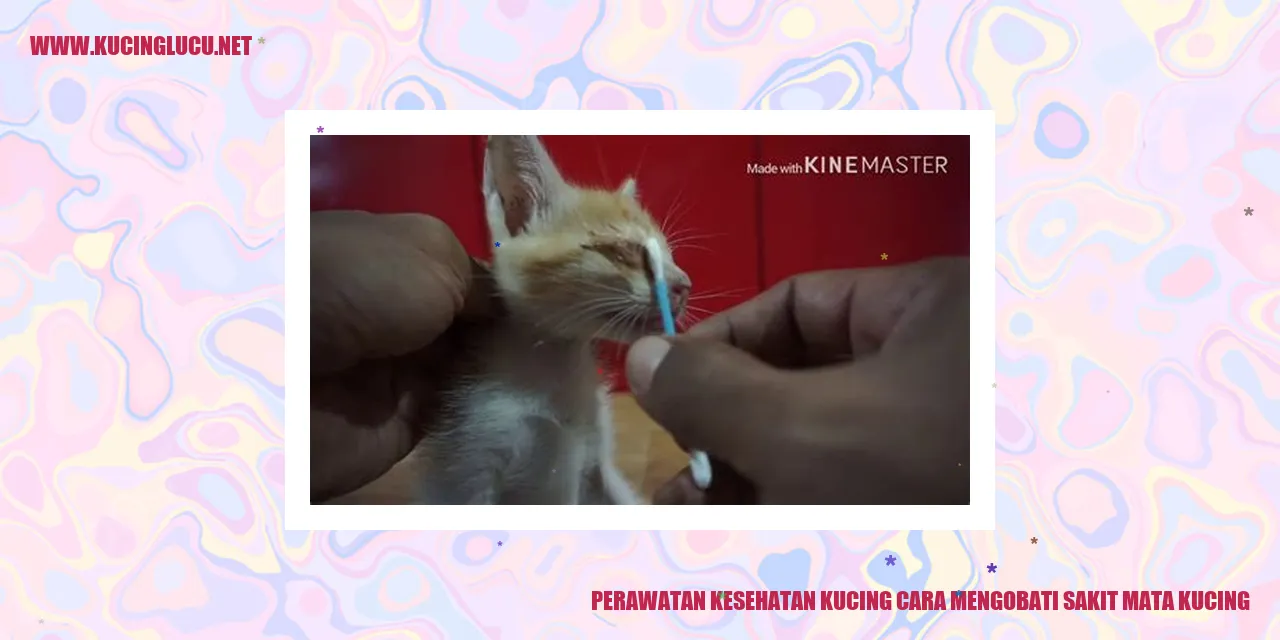 Gambar kucing dengan sakit mata