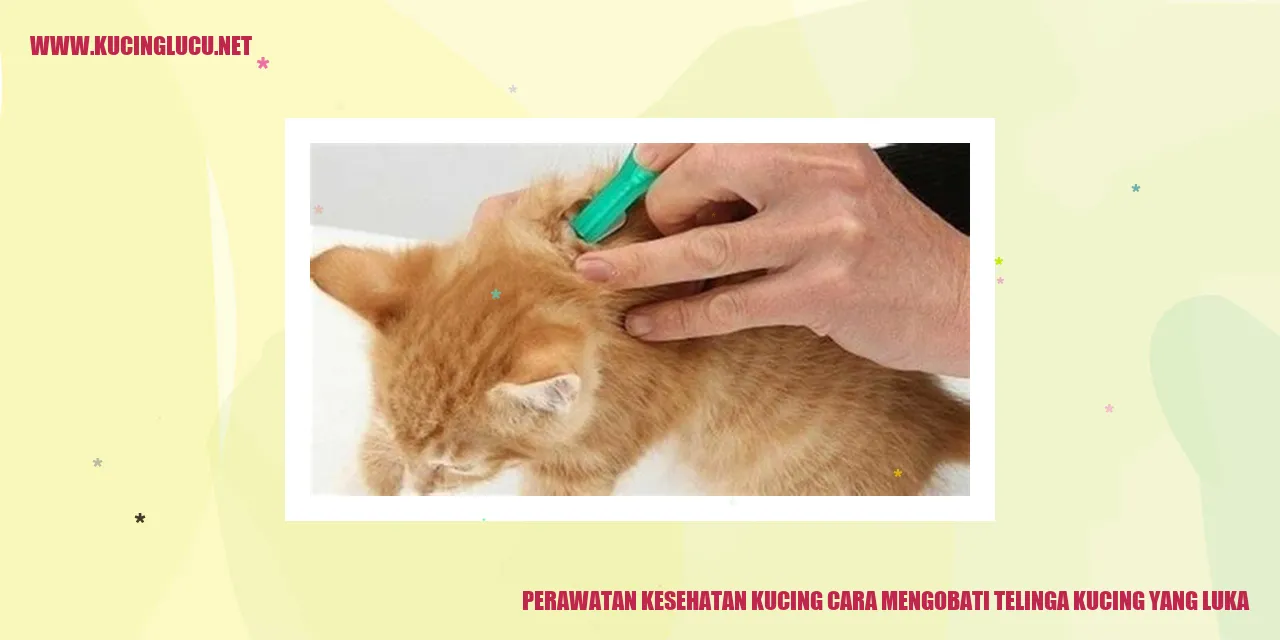 Gambar Kucing dengan Luka pada Telinga