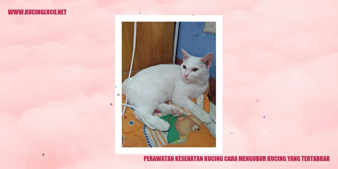 Perawatan Kesehatan Kucing cara mengubur kucing yang tertabrak