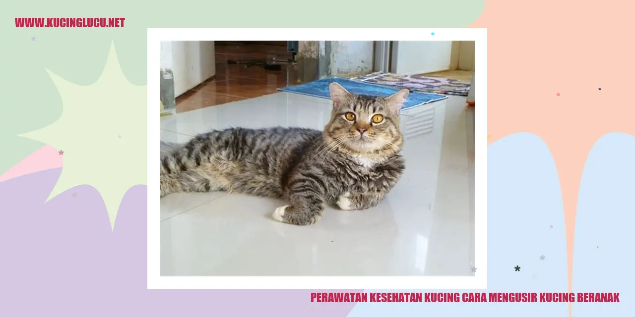 Perawatan Kesehatan Kucing