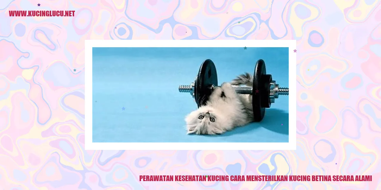 Kucing Betina
