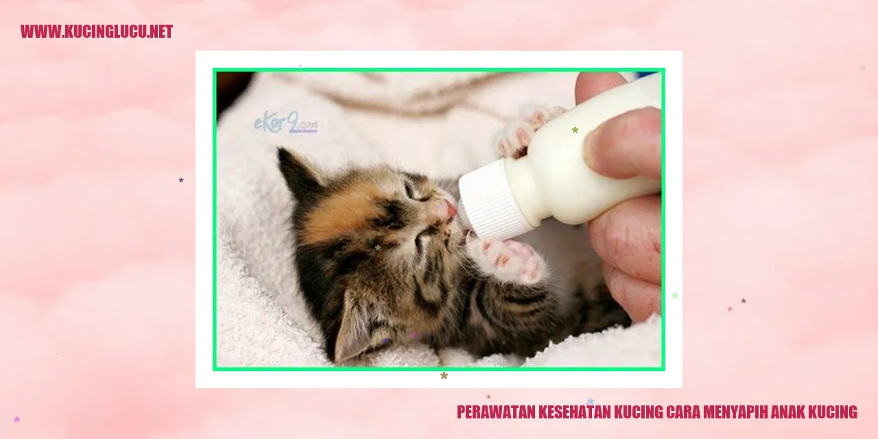 Gambar Kucing