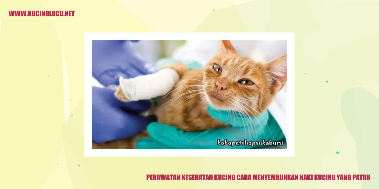 Gambar Kucing dengan Kaki Patah