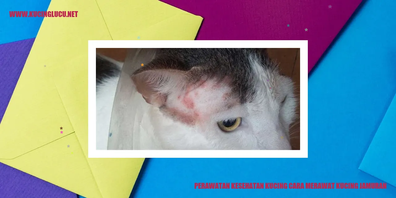 Perawatan Kucing Jamuran