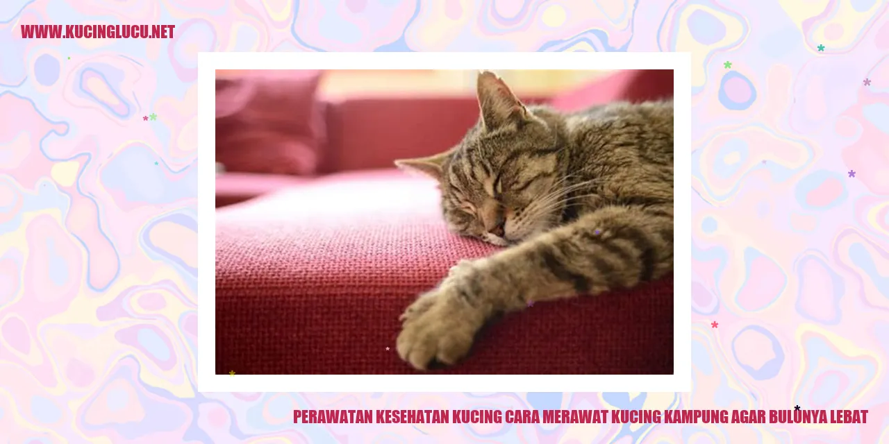 Gambar Kucing dengan Bulu Lebat