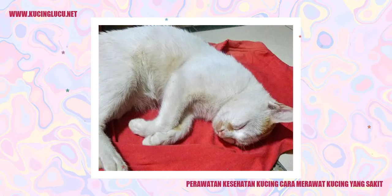 Cara Merawat Kucing yang Sakit