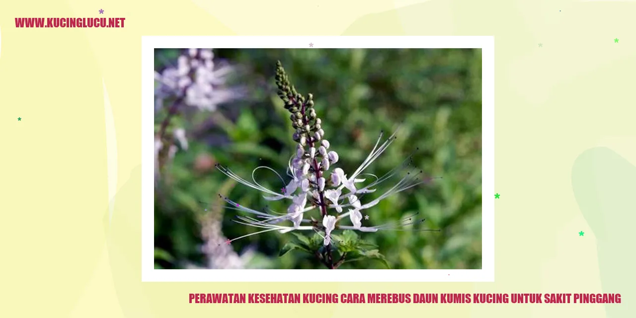 Perawatan Kesehatan Kucing