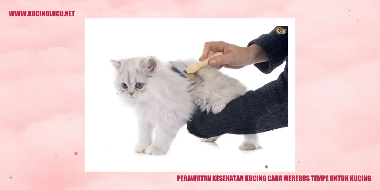 gambar kucing yang sehat
