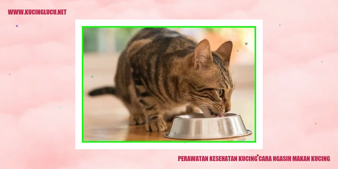 Perawatan Kesehatan Kucing cara ngasih makan kucing