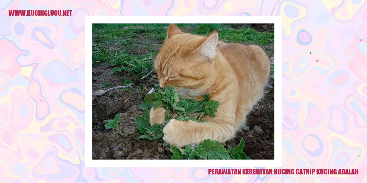 Gambar catnip kucing