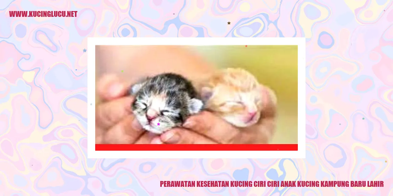 Gambar Anak Kucing