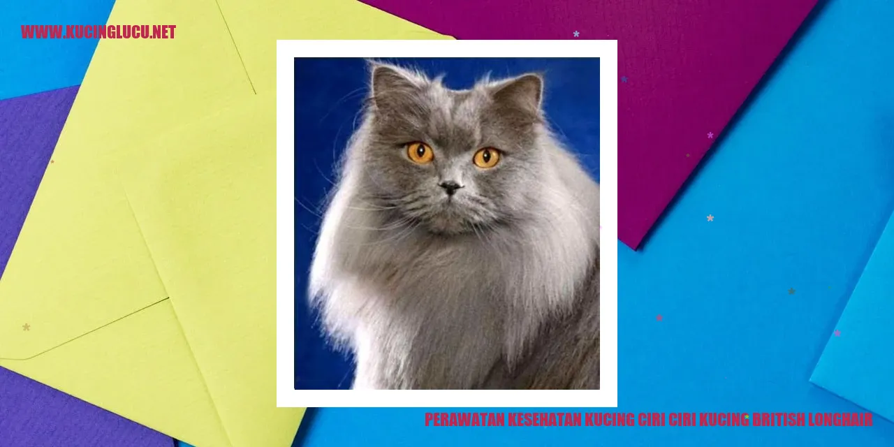 Gambar kucing British Longhair