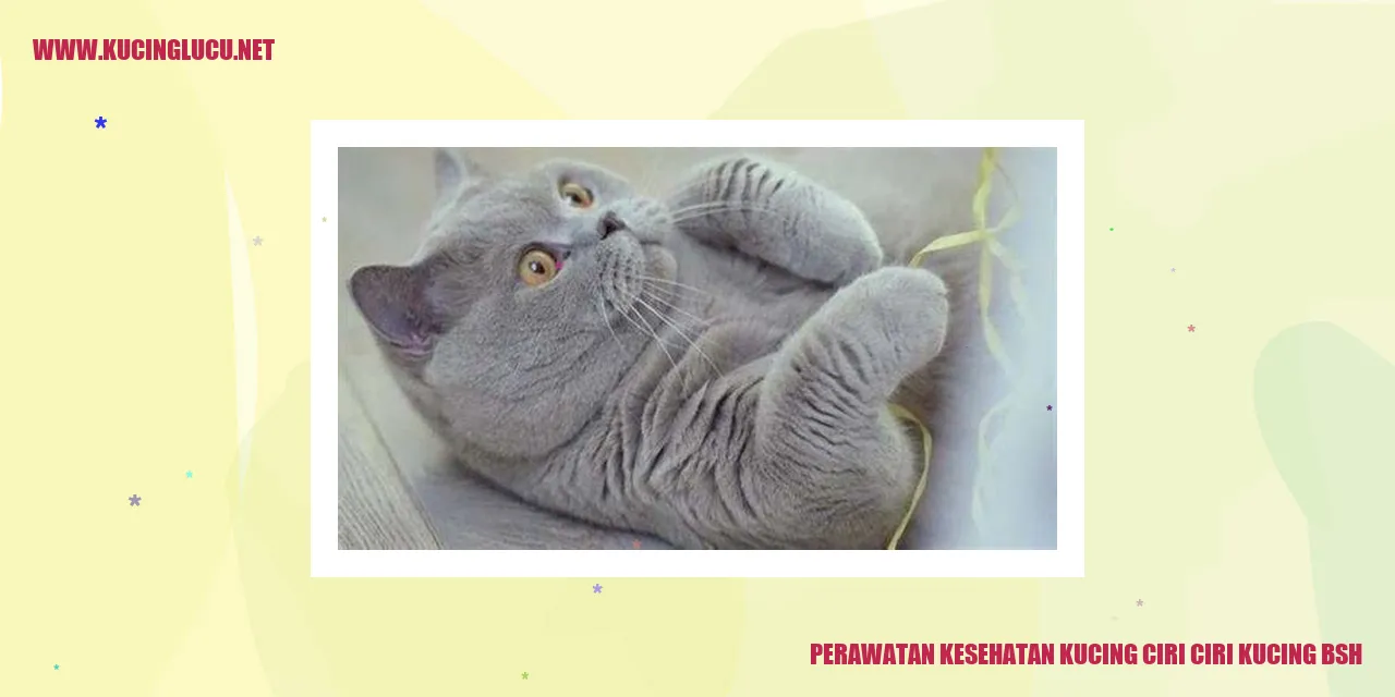 Perawatan Kesehatan Kucing BSH