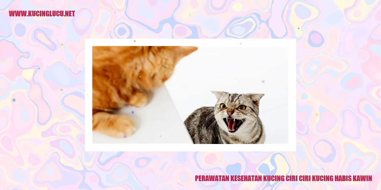 Gambar kucing