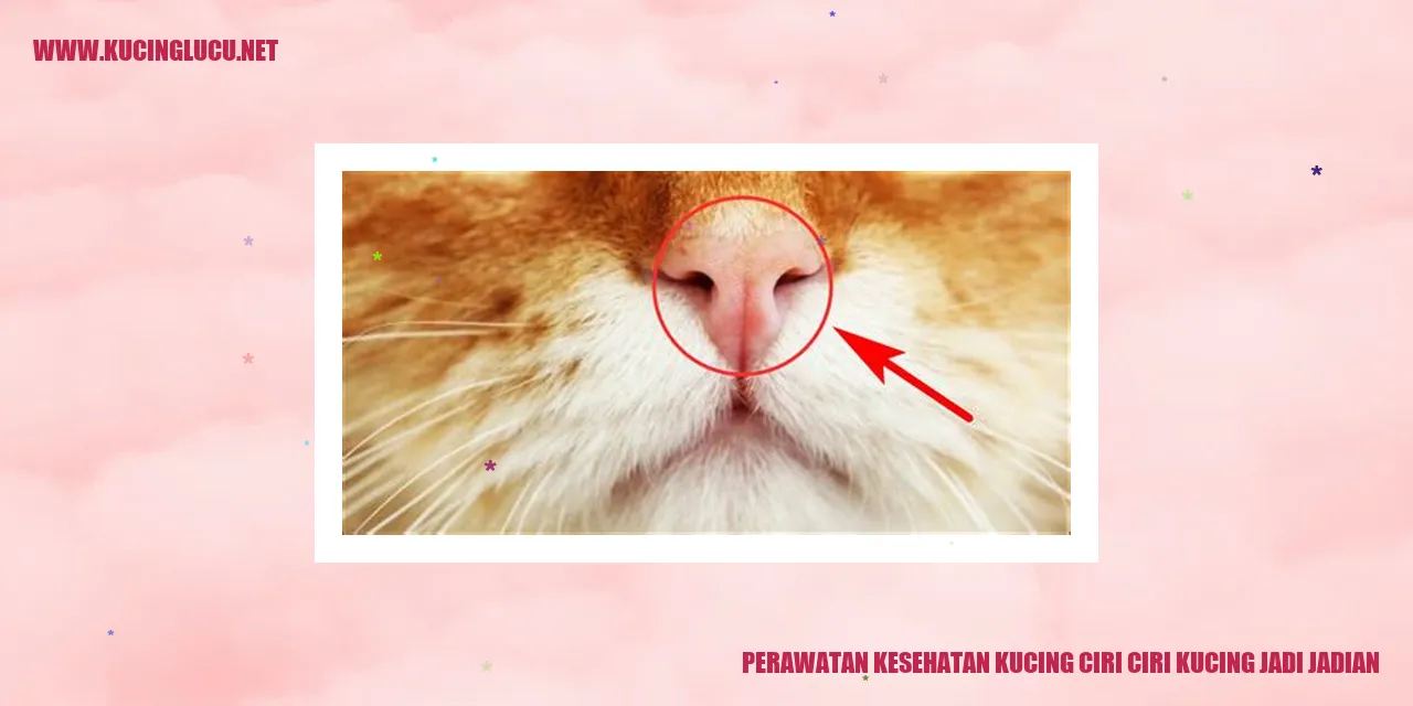 Perawatan Kesehatan Kucing
