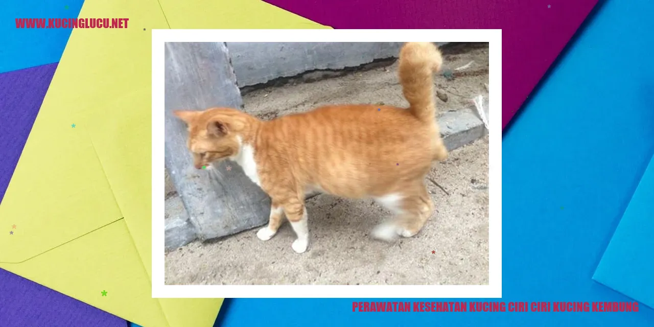 Kucing Kembung