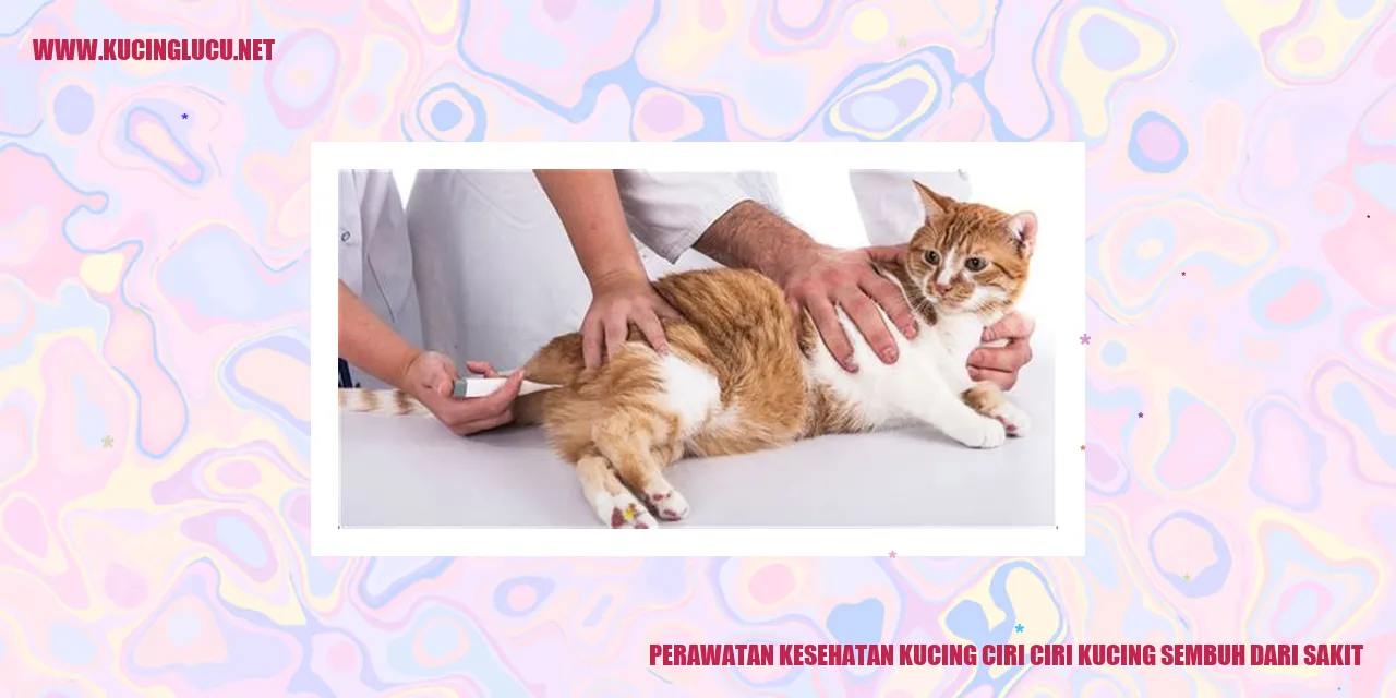 Kucing Sehat