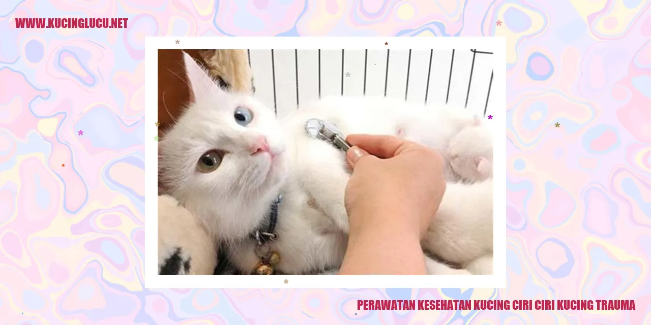Kucing trauma
