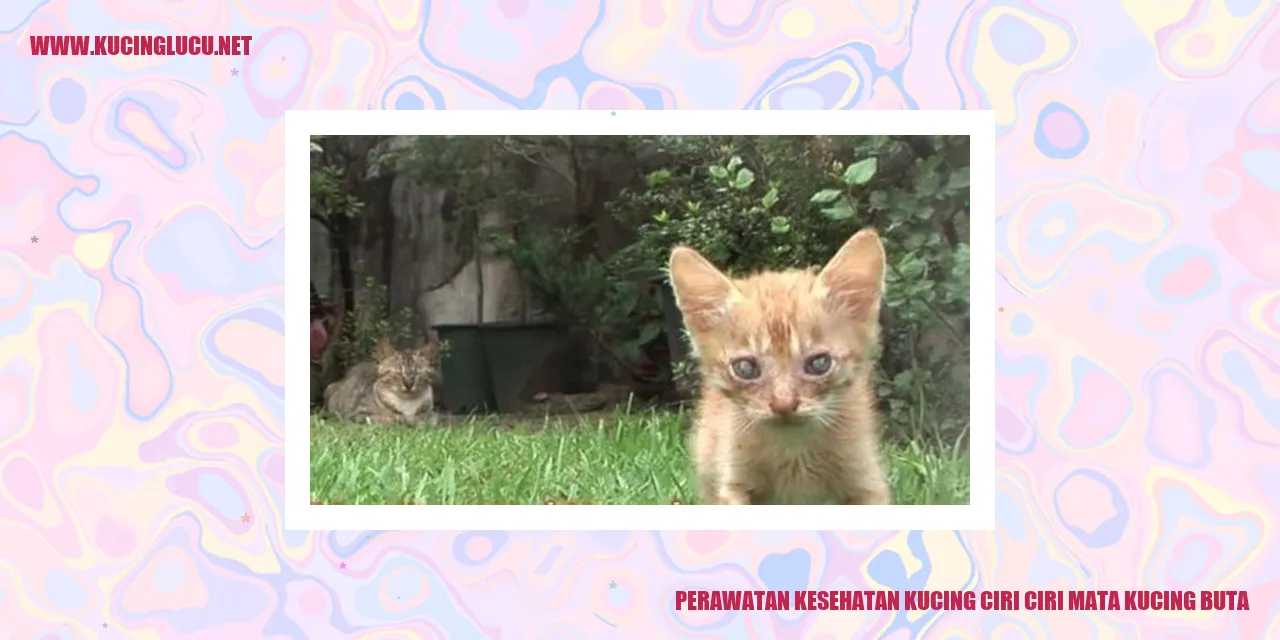 gambar kucing dengan masalah penglihatan