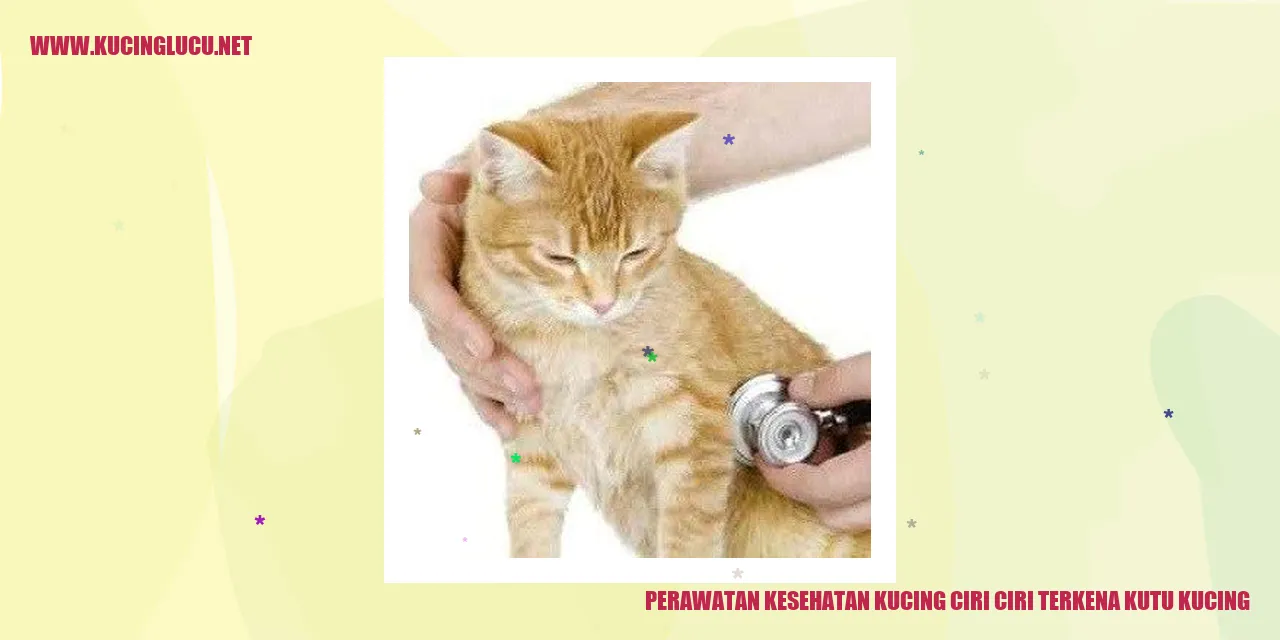 Kucing terkena kutu