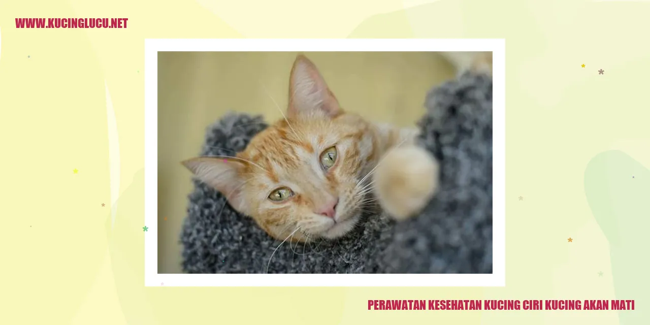 Perawatan Kesehatan Kucing