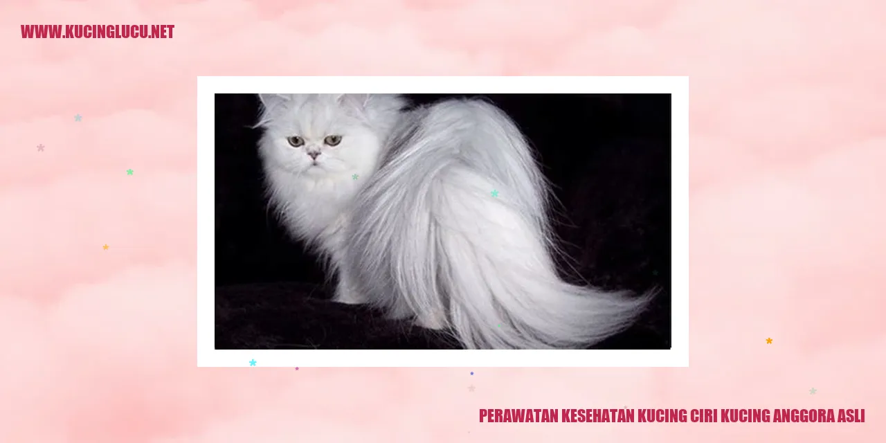 Kucing Anggora Murni
