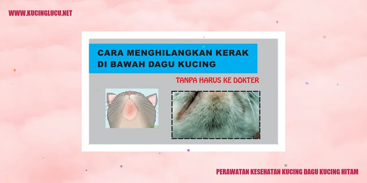 Gambar Kucing Dagu Kucing Hitam