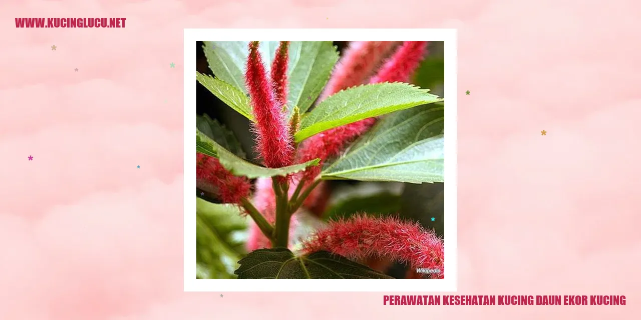 Gambar kucing daun ekor
