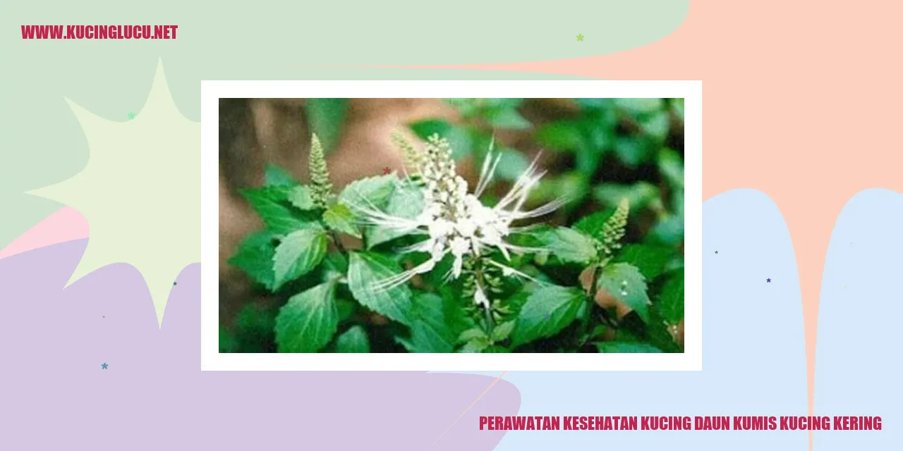 Perawatan Kesehatan Kucing dengan Daun Kumis Kucing Kering