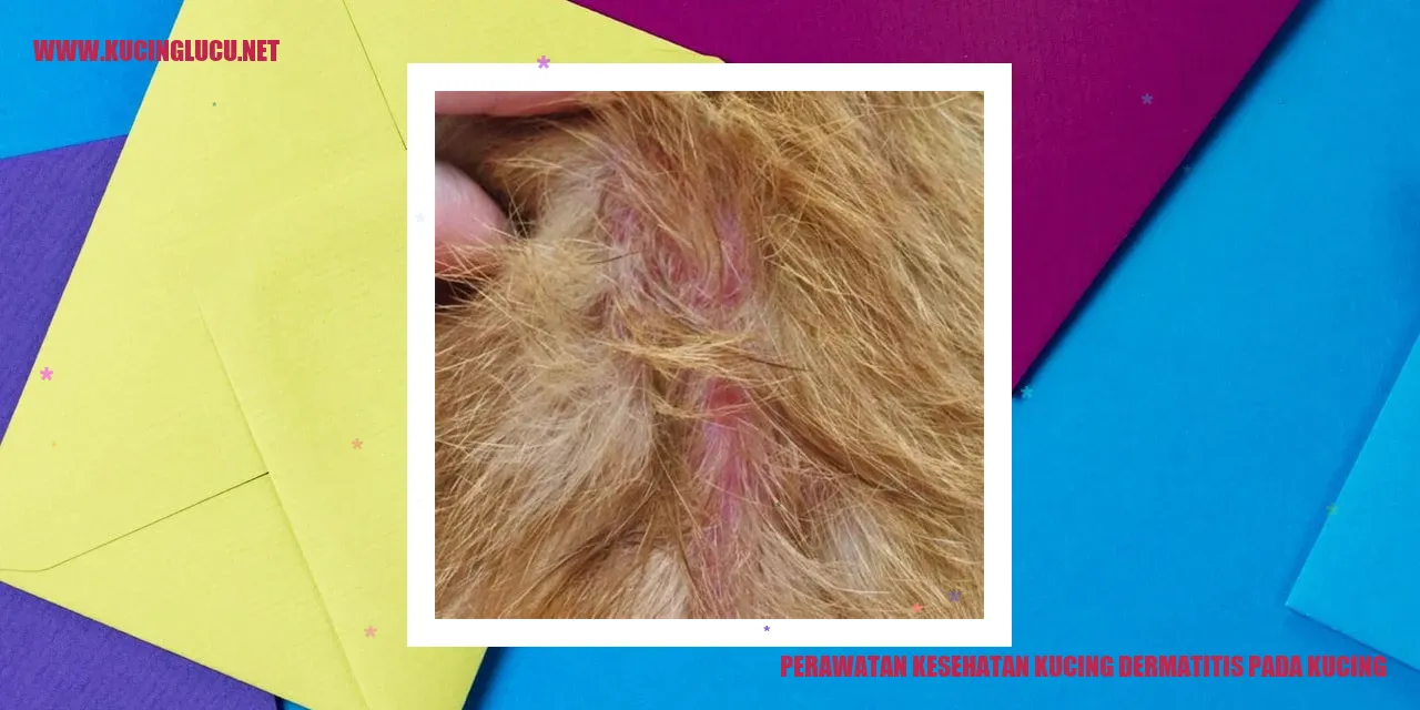 Perawatan Kesehatan Kucing dermatitis pada kucing
