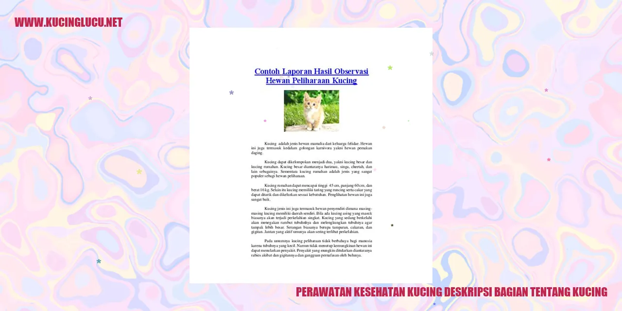 Gambar Kucing