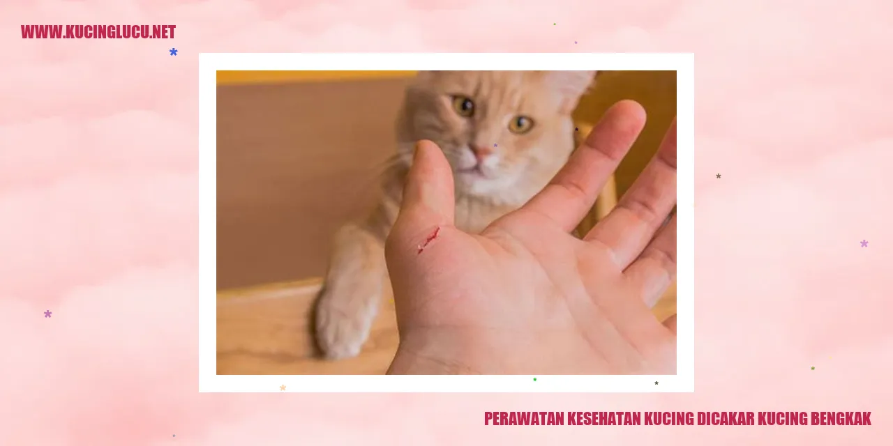 Perawatan Kesehatan Kucing dicakar kucing bengkak