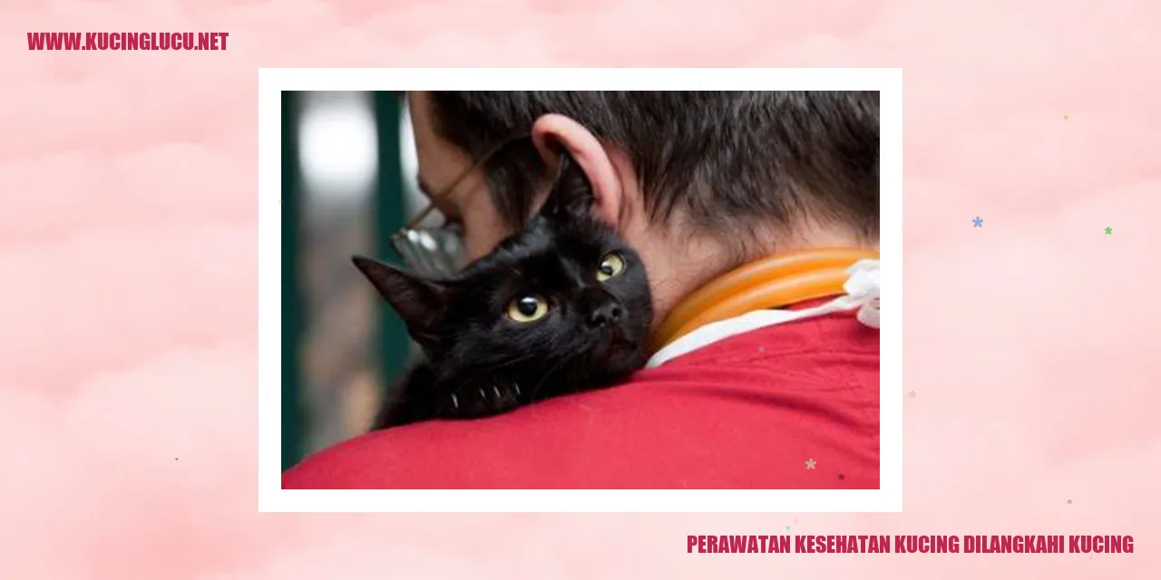 Perawatan Kesehatan Kucing dilangkahi kucing