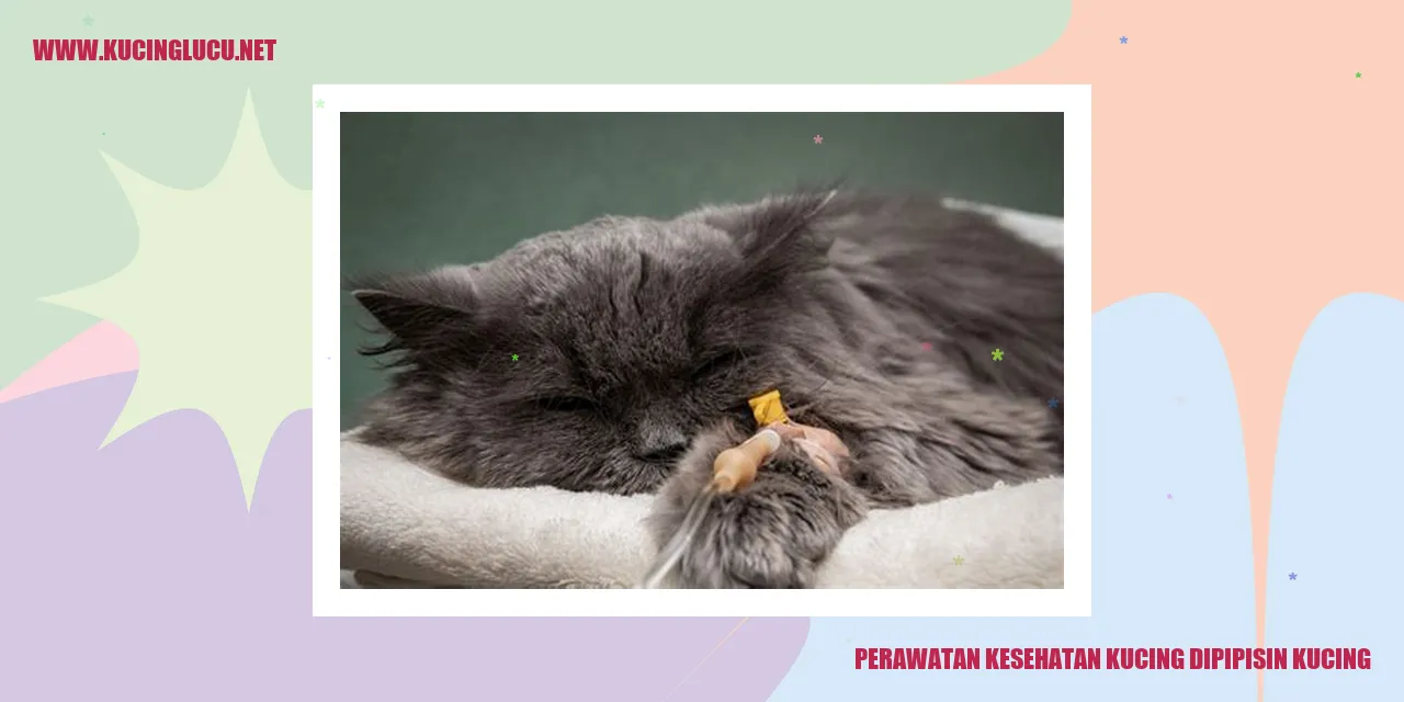Gambar Kucing Sedang Dipipisi
